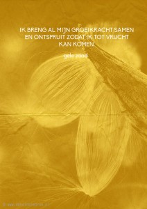 3 nov gele zaad