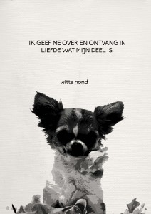 2014-01-28 witte hond