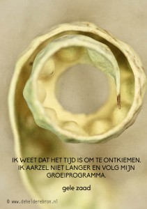 2014-06-11 gele zaad